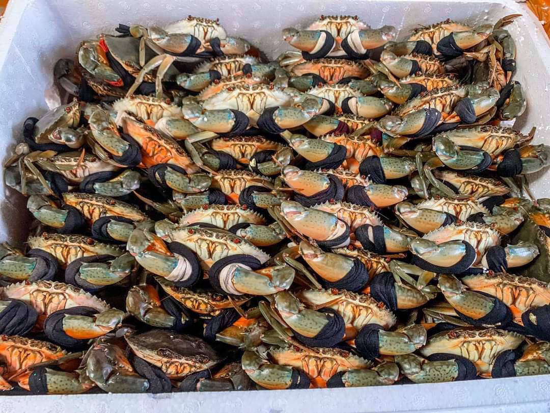Real sea crabs are priced at amp;#34; as cheap as choamp;#34;, only 39,000 VND/fish - 1