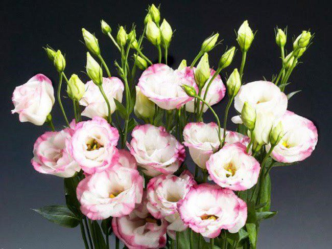 Ý nghĩa hoa cát tường, cách trồng và chăm sóc cho hoa nở rộ - 2