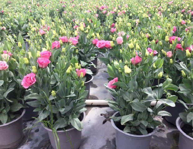 Ý nghĩa hoa cát tường, cách trồng và chăm sóc cho hoa nở rộ - 4