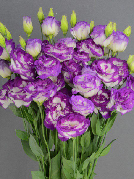 Ý nghĩa hoa cát tường, cách trồng và chăm sóc cho hoa nở rộ - 3