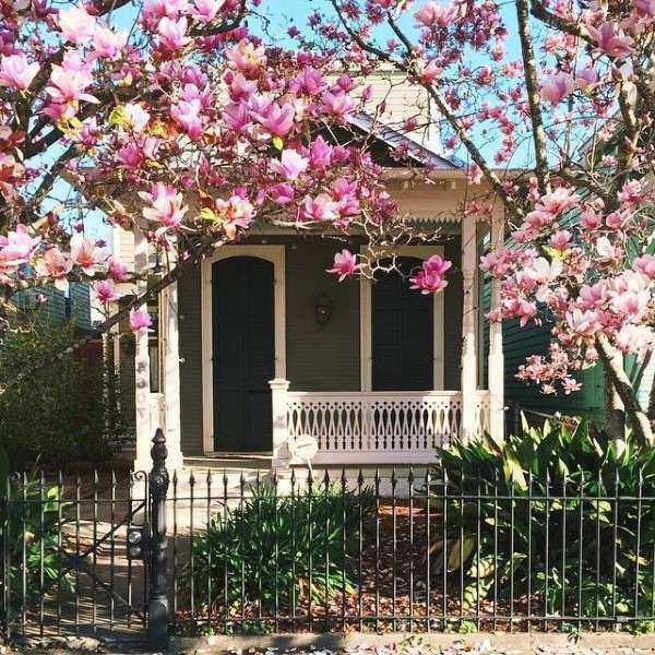 Cây Hoa Mộc Lan - Ý nghĩa và cách trồng giúp hoa nở đẹp - 10