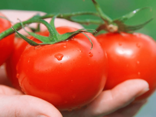 Mua cà chua, chọn quả đực hay cái, người trồng mách 4 mẹo đảm bảo quả mọng, nhiều thịt