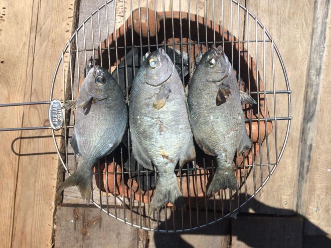 The type of fish with a name that sounds very scary, used to be avoided by everyone, now it is sought by gourmets amp;#34;hunted for amp;#34;, 200,000 VND/kg - 3