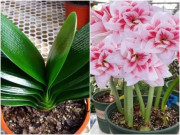 Nhà đẹp - 4 loại hoa thích chen chúc trong một chậu nhỏ, càng ít đất hoa càng nở to