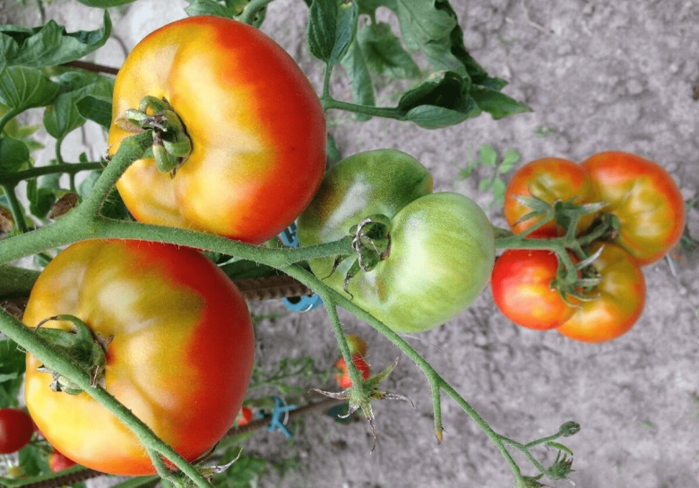 Buy tomatoes, choose male or female, growers tell 4 tips to ensure berries, lots of meat - 5
