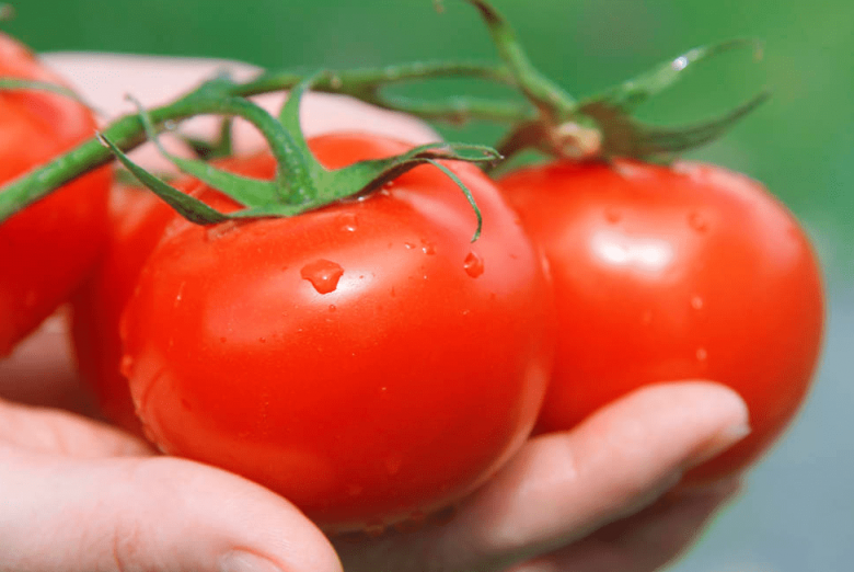 Mua cà chua, chọn quả đực hay cái, người trồng mách 4 mẹo đảm bảo quả mọng, nhiều thịt - 6