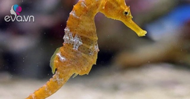 What is the effect of seahorse?  How to soak seahorse wine