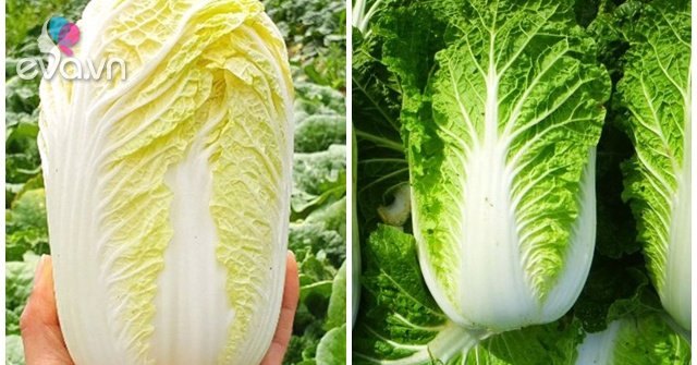Buy cabbage, dark or light leaves are delicious, growers tell 4 unexpected tips