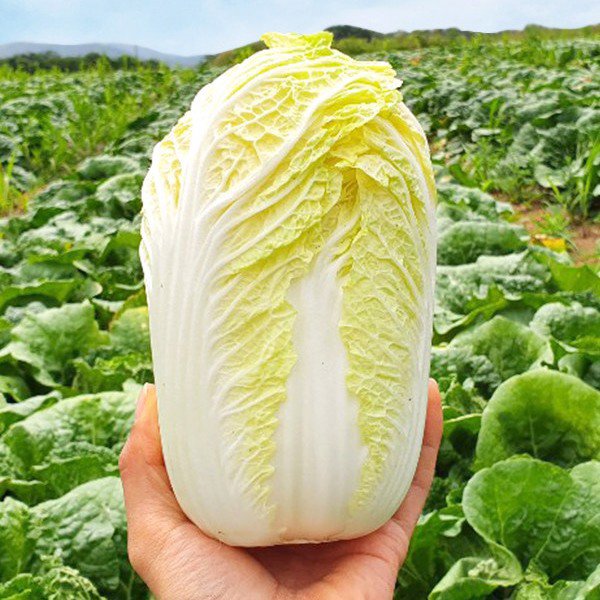 Buy cabbage, dark or light leaves are delicious, growers tell 4 unexpected tips - 1