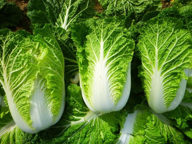 Buy cabbage, dark or light leaves are delicious, growers tell 4 unexpected tips - 6