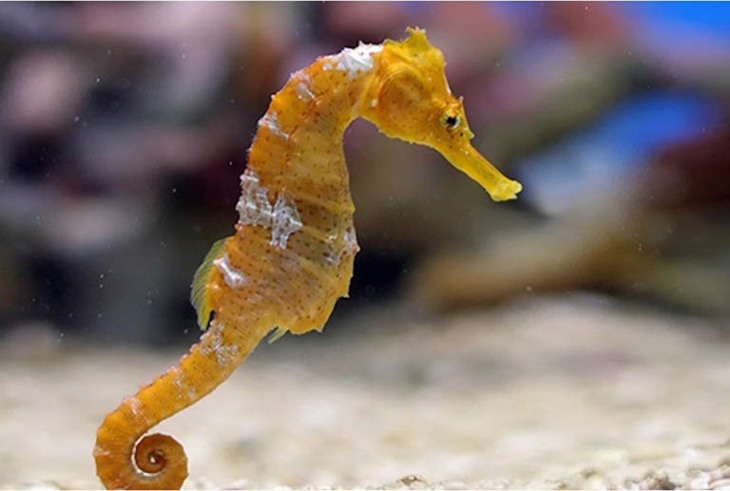 What is the effect of seahorse?  How to soak seahorse wine - 1