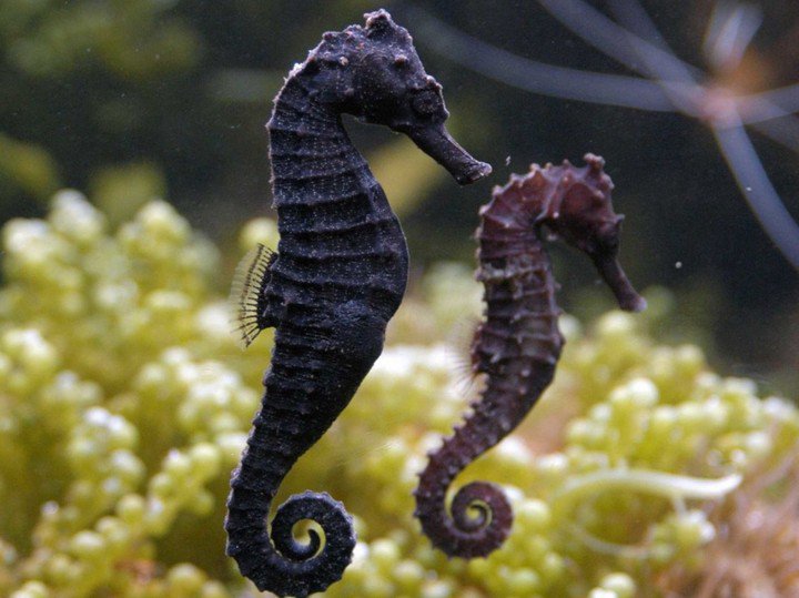 What is the effect of seahorse?  How to soak seahorse wine - 3