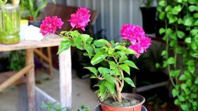 Growing bougainvillea at home spray amp;#34;1 type of wateramp;#34;  This is often a fast growing flower bud, more flowers than leaves - 3