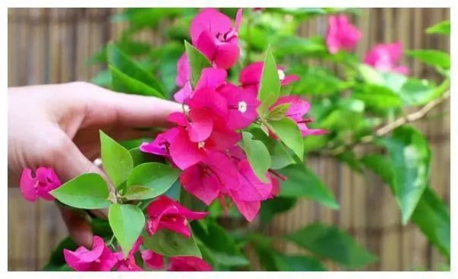 Growing bougainvillea at home spray amp;#34;1 type of wateramp;#34;  This is often a fast growing flower bud, more flowers than leaves - 4