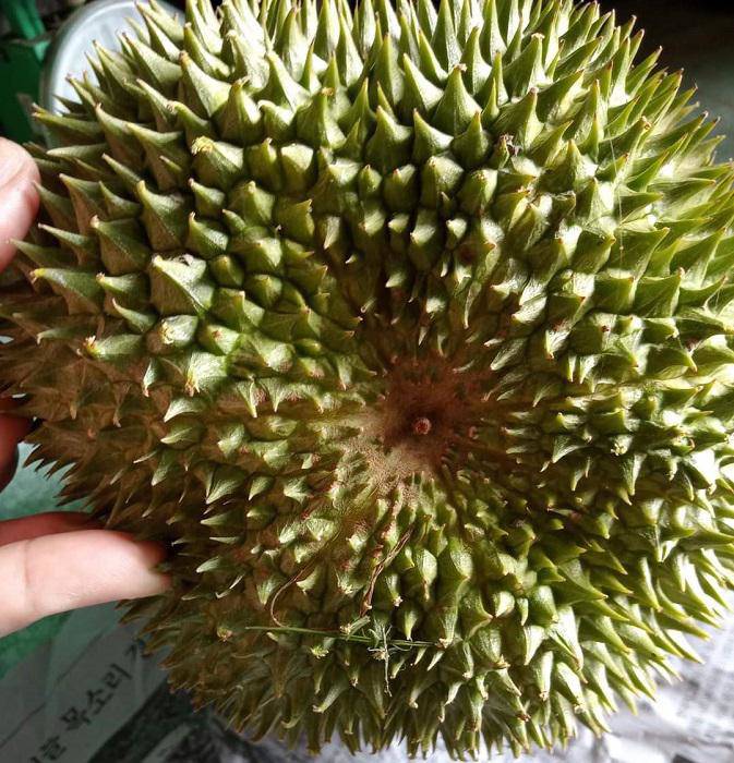 The world's best durian landed in Vietnamese market, amp;#34;rich peopleamp;#34;  spend money on food - 1