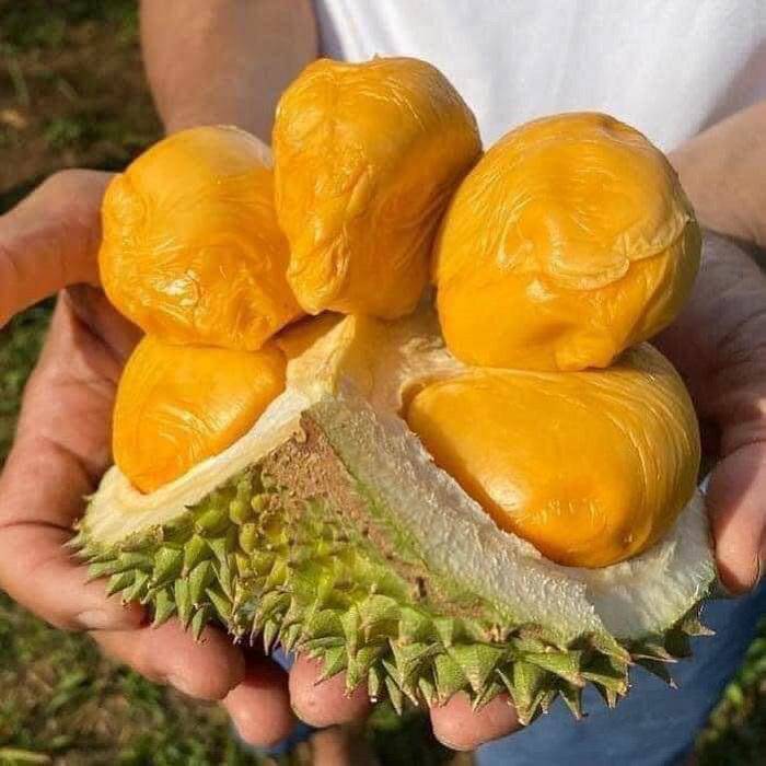 The world's best durian landed in Vietnamese market, amp;#34;rich peopleamp;#34;  spend money on food - 3