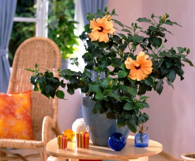 3 types of flowers are amp;#34;conamp;#34;  of the sun, plant a pot on the balcony that blooms brilliantly - 1