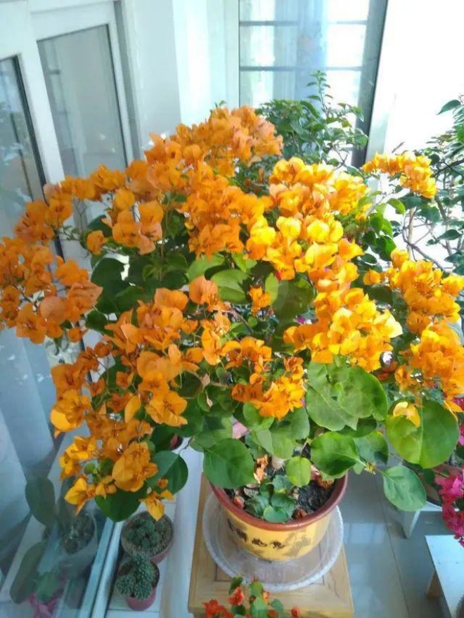 3 types of flowers are amp;#34;conamp;#34;  of the sun, plant a pot on the balcony that blooms brilliantly - 3