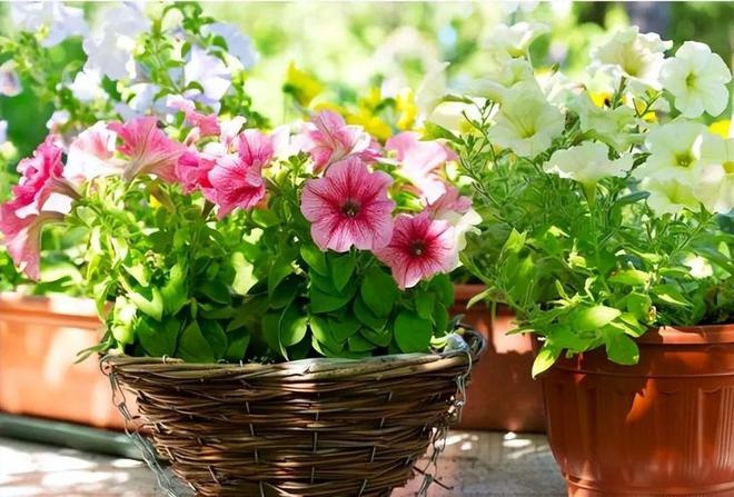 Use soy water to grow flowers, doing these 2 points well is 10 times more effective - 1