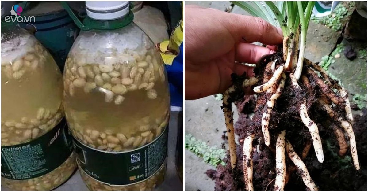 Use soy water to grow flowers, doing these 2 points well is 10 times more effective