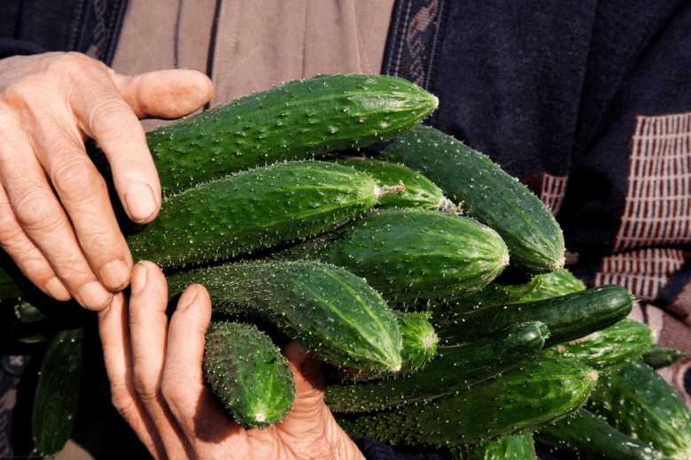 Buy cucumbers, choose the shape of the fruit is delicious, the grower gives a surprise tip - 3
