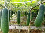 Sức khỏe - 9 loại rau càng ăn càng gầy, còn ngừa ung thư