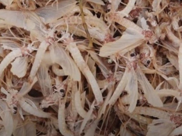 Đặc sản lạ lẫm chỉ có ở sông Hồng, chỉ sống vài giờ nhưng ngon nổi tiếng, 500.000đồng/kg khách tranh nhau mua