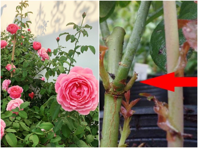 Chậu hoa hồng ngoại lâu không nở, chỉ cần 4 bước nhỏ này là có thể thu hoạch cả vườn