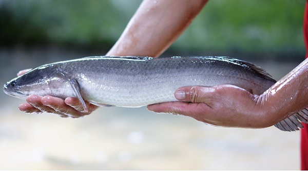 Chọn cá lóc cần chọn loại cá lóc đồng, chắc thịt, kích thước lớn (Ảnh minh họa)