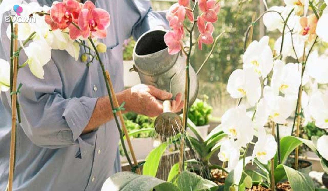 There is a big difference between watering flowers in the morning and at night, many people water them wrongly for 20 years