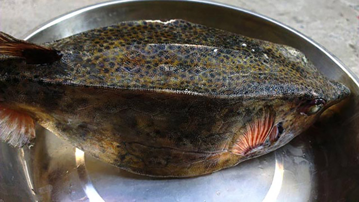 Chúng là giống cá chậm lớn nên mất 3-4 năm mới có trọng lượng lên tới 1 kg. 