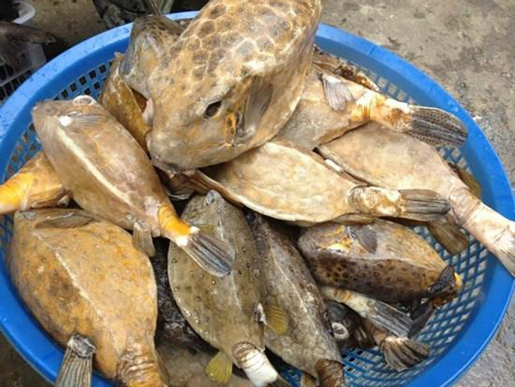 Loài cá này thường nấp mình trong các rạn đá ngầm nên rất khó để đánh bắt