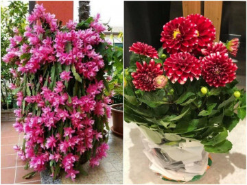 3 loại hoa dễ nuôi hơn cả xương rồng, bén rễ khi gặp đất, nở hoa rất to và đẹp