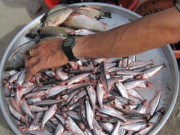 Tiêu dùng - Loại cá "nhà nghèo" xưa có đầy không thèm ăn, giá rẻ bèo, nay đổi đời thành đặc sản đắt đỏ 220.000đồng/kg