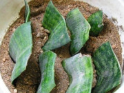 Nhà đẹp - Nhúm một vài chiếc lá cắm vào chậu hoa trong 30 ngày, bạn sẽ thu về 1 "tổ" cây