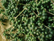 Tiêu dùng - Xưa giá rẻ bèo, nay 5 thứ gia vị Tây Bắc này là đặc sản nổi tiếng, có loại tiền triệu chưa chắc mua được