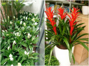 Nhà đẹp - 6 loại hoa này sợ mặt trời nhất, trồng trong nhà hoa kết thành thảm
