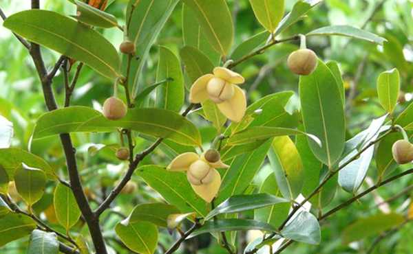 The old ripe fruit that no one picked is now popular, a specialty that the city's sisters are looking for, 40,000 VND/kg - 1