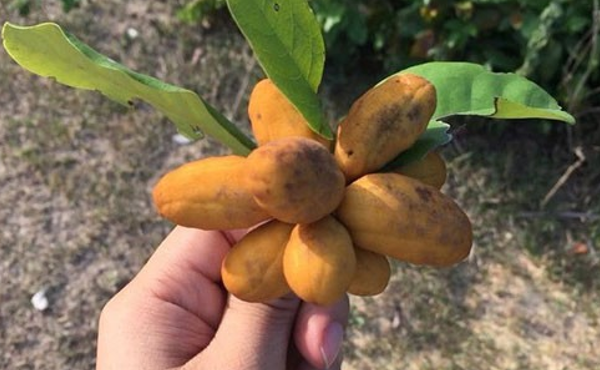 The old ripe fruit that no one picked is now popular, a specialty that the city's sisters are looking for, 40,000 VND/kg - 2