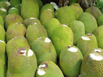 Trái cây miền Tây vào mùa lại “rớt giá, dội chợ”, sầu riêng 40.000/kg vẫn ế