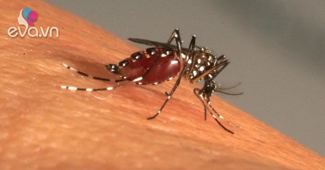 Can a child with dengue fever infect others?