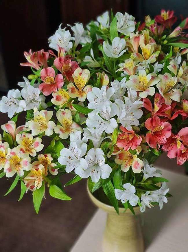 amp;#34;Cơn sốtamp;#34; cắm loại hoa vừa lạ vừa rẻ, mix màu sặc sỡ, chỉ 45.000 đồng/bó đẹp kiều diễm chị em mê mẩn - 1