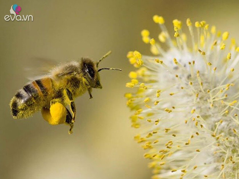 Is it good to drink bee pollen before sleeping?