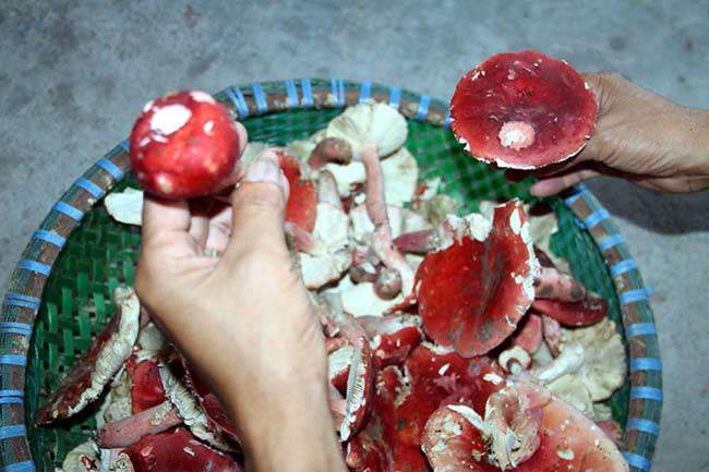 Wild red mushroom is a rare specialty, extremely expensive, at night people rush to pick and sell 1.5 million/kg - 2