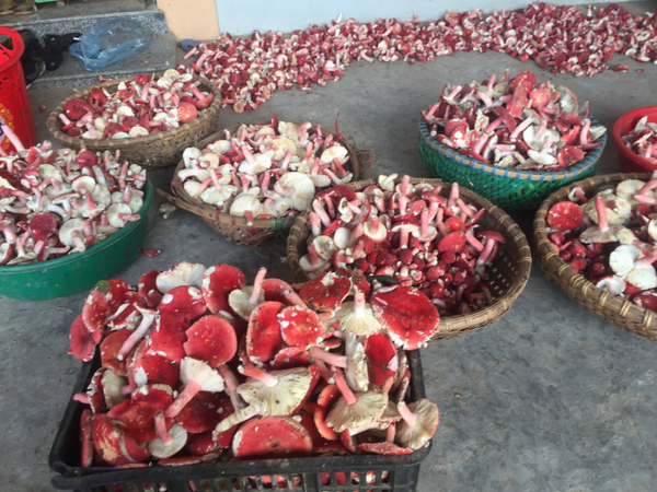 Wild red mushroom is a rare specialty, extremely expensive, at night people rush to pick and sell 1.5 million/kg - 1