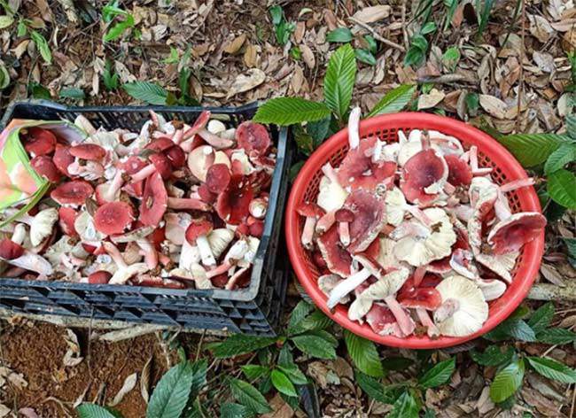Wild red mushroom is a rare specialty, extremely expensive, at night people rush to pick and sell 1.5 million/kg - 3