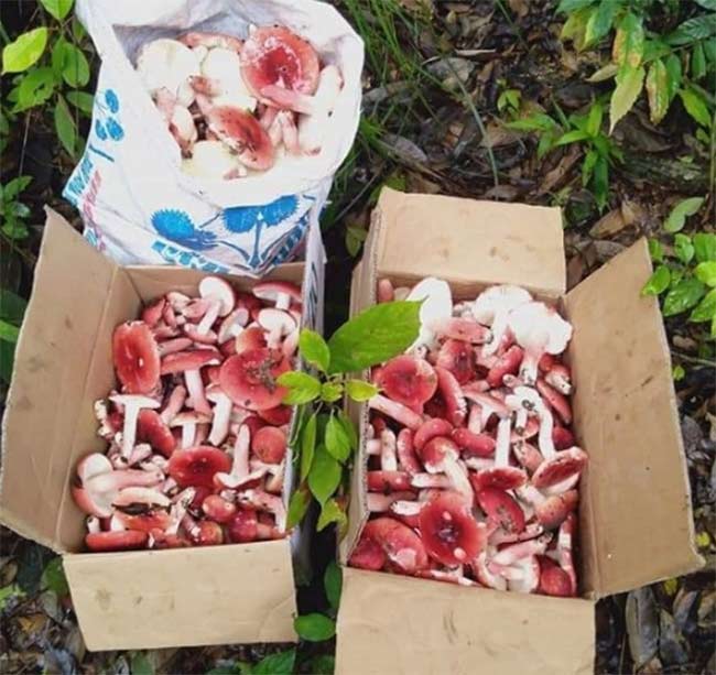 Wild red mushrooms are rare specialties, extremely expensive, at night people rush to pick and sell 1.5 million/kg - 4