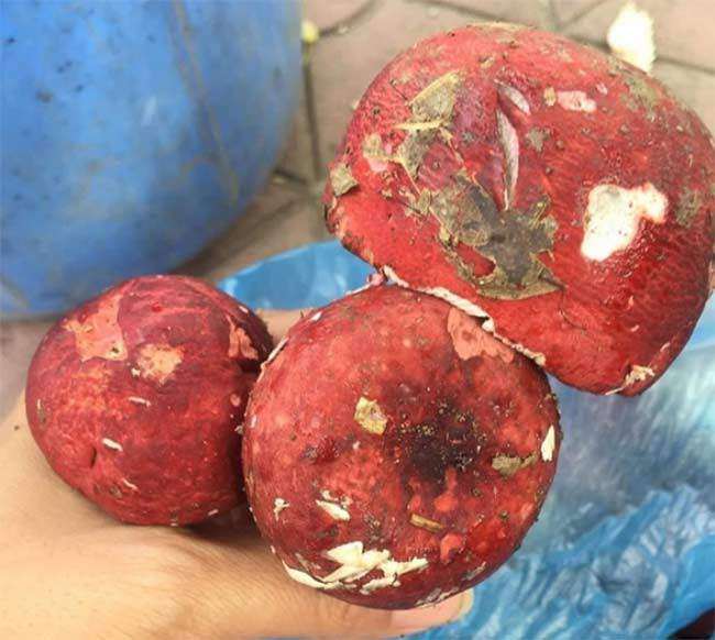 Wild red mushroom is a rare specialty, extremely expensive, at night people rush to pick and sell 1.5 million/kg - 5