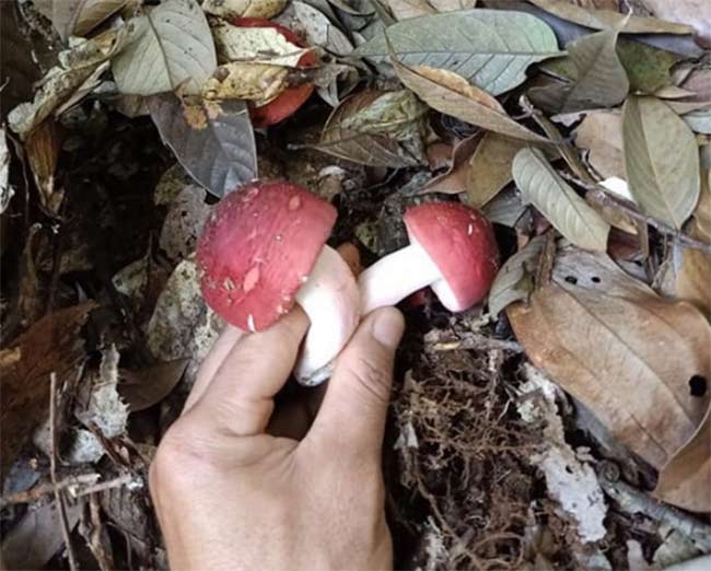 Wild red mushrooms are a rare specialty, extremely expensive, at night people rush to pick and sell 1.5 million/kg - 6