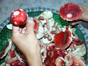 Tiêu dùng - Đặc sản nổi tiếng Lạng Sơn, xưa đầy giờ khan hiếm vô cùng, ban đêm dân đổ xô đi hái về bán 1,5 triệu/kg